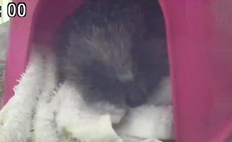 LittleWigglySnouts Hedgehog Rescue tweet media