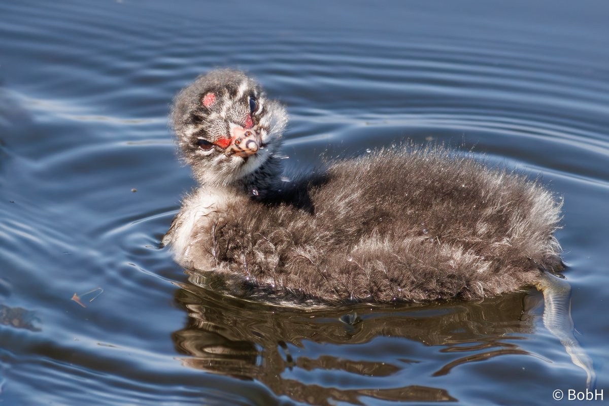 A curious little black-necked grebe Humbug!