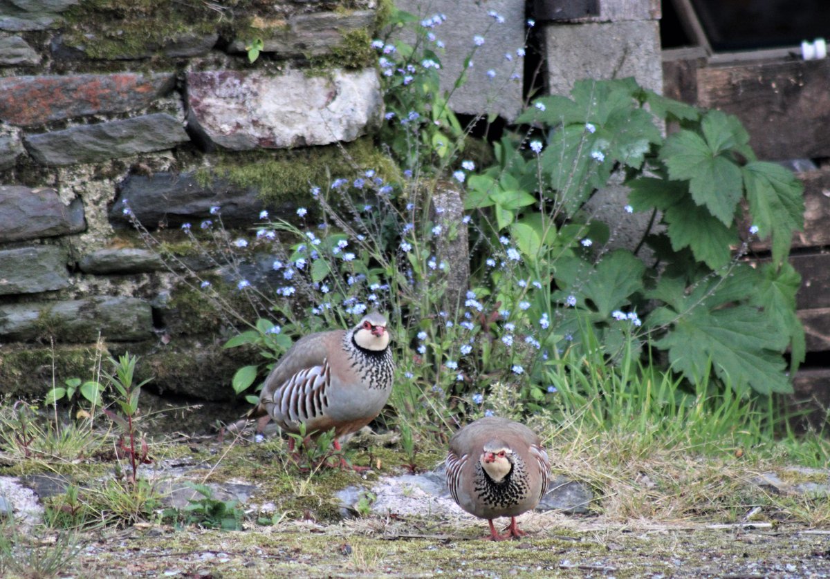When I was a kid in Bootle my mate sold me a nicked Rhode Island Red for a tanner, I hid it in the outside toilet in our backyard, the owners came round and got it back, but since then I've always loved wild animals. Todays visitors..  <a href="/TheHoodedClaw66/">Friday Nights Chippy Night</a> <a href="/angiesliverpool/">Angies Liverpool</a> #partridge