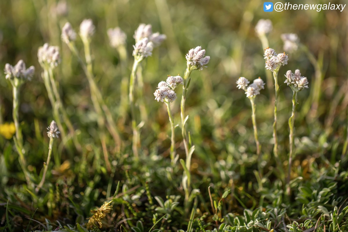 thenewgalaxy's tweet photo. 24/5/23 Cumbria - Male and Female forms of Mountain Everlasting (Antennaria dioica) growing side by side on #HuttonRoof. This charming #alpine species is vulnerable in England, and rare across most of the country - its strongholds being upland areas in the North #wildflowerhour https://t.co/ZHM9Y5XVmR