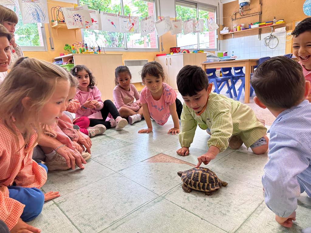 FontRosella's tweet photo. A les classes de I3 ens ha vingut a veure la mascota de l’Abraham “ La Manuelita” una tortuga molt divertida que no ha parat de caminar.@AmpaFontRosella @aliancesmagnet @sbdeducacio https://t.co/34IGnCn5jW