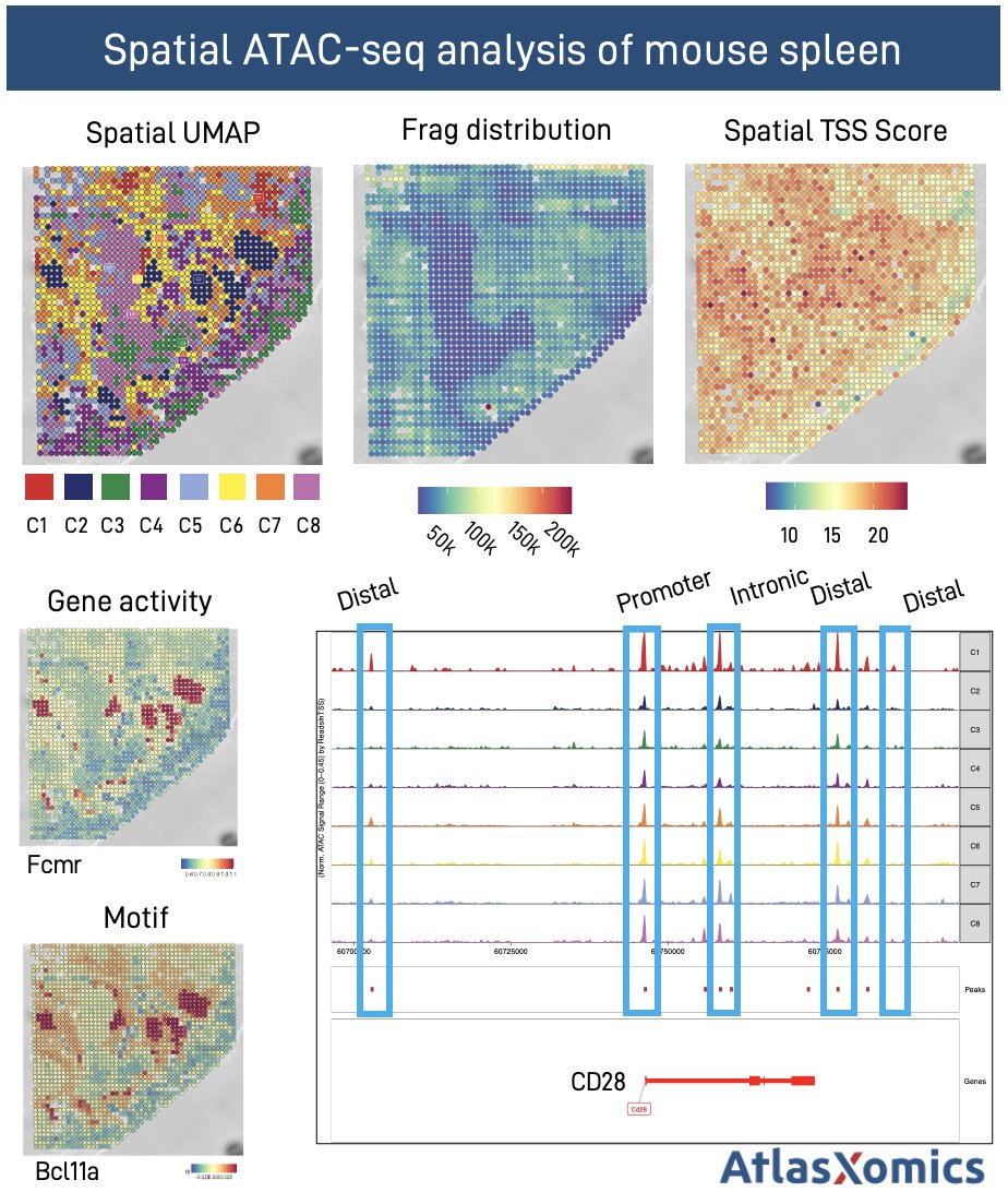 🚀 Unveiling the power of spatial genomics! Our cutting-edge spatial ATAC-seq platform sets new benchmarks in quality with insight into unique spatial regulatory elements in the spleen. Start exploring here: bit.ly/3BUILIY #SpatialGenomics #ResearchInnovation