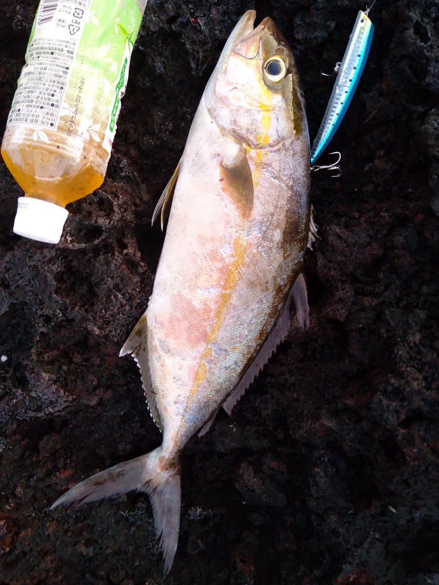 なしひろし　様 祝 !『あぶない刑事』復活記念! 舘ひろし“タカ”が乗ったバイクを一挙