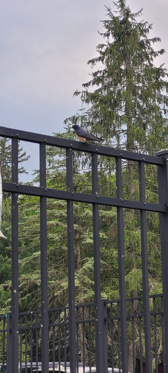 ADHDmedStudent's tweet photo. Saw this neat bird today would like help identifying it. When it flew away its wings looked swallowish. Face was redish  #audubon @ABA @audubonsociety @BirdIdentifier @BirdIdentiflyer #birdwatching https://t.co/eyTO78OYVK