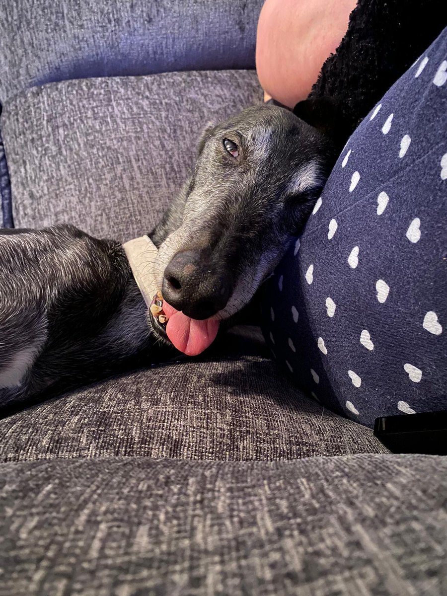 Relaxed 🐾
#AdoptDontShop #greyhound #happy boy #loved #adored