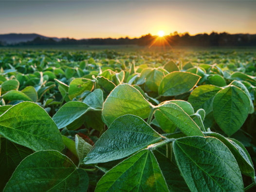 📢 Introducing #Revylok fungicide to our strong #soybean fungicide lineup! With fast uptake and long-lasting residual, Revylok is an innovative solution created for high disease pressure. Learn more here 👉 bit.ly/3ooq5OG