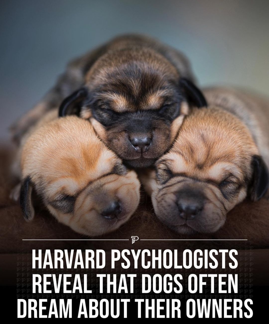 What Do Dogs Dream About Harvard