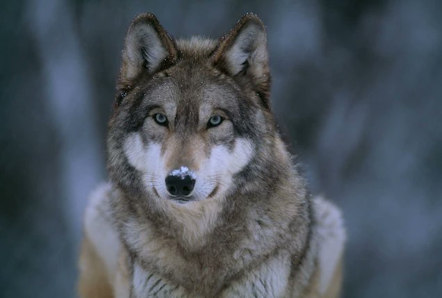 _ariayang's tweet photo. This case study represents the complicated environmental conflicts that many other endangered species face, such as political influence for the Gray wolf and scientific uncertainty in the case of the North Atlantic Right Whale. #POEcap #twitterpresentation (5/6) https://t.co/SawOc3OVDa