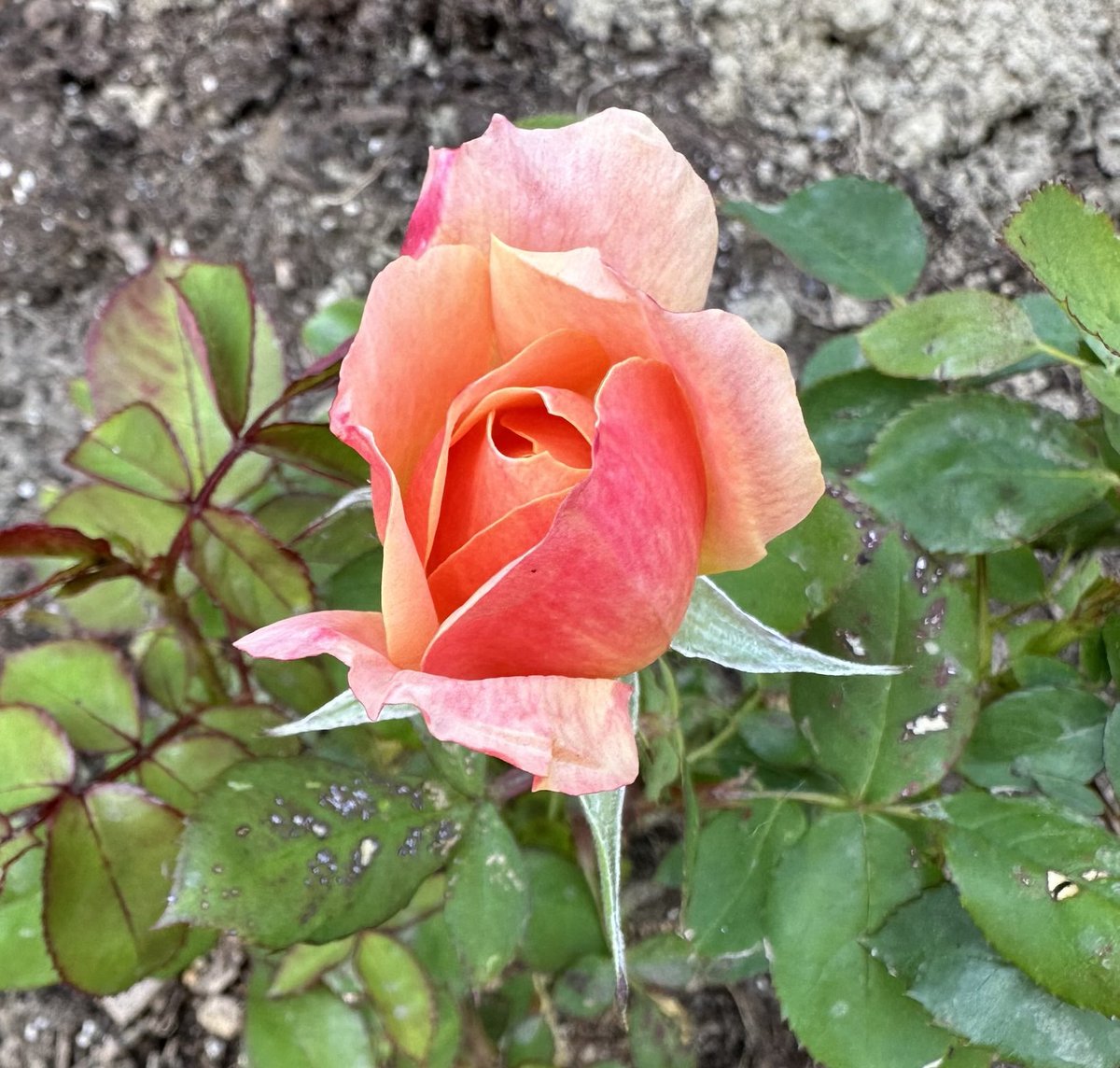 Our first rose of the season #rosewednesday