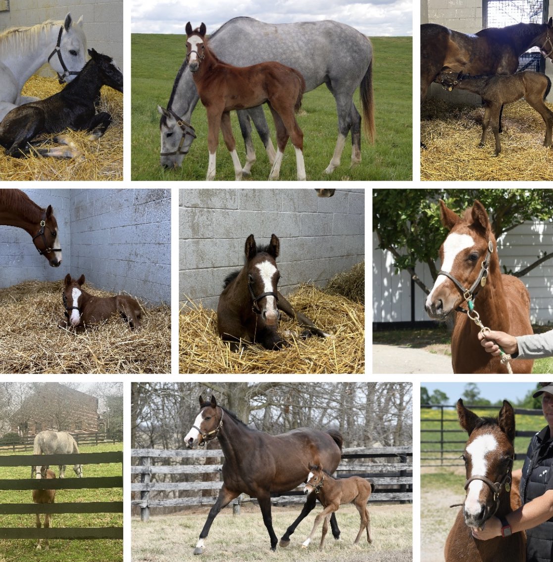 Fijithegreat's tweet photo. A SUCCESSFUL FOALING SEASON COMES TO AN END! ๐๐ผ๐๐๐
22 FOALS OF WHICH 15 ARE COLTS & 7 FILLES. THANK YOU @Gainesway
@BrianGr18343964 @AshviewFarm #atlasfarm @EcurieMonceaux @fittocksstud @Tweenhills
OUR LAST FOAL (video) IS A DUBAWI COLT OUT OF GOLDEN VALENTINE @BozoHenri ๐ซ๐ท https://t.co/iyCs4xqoZL