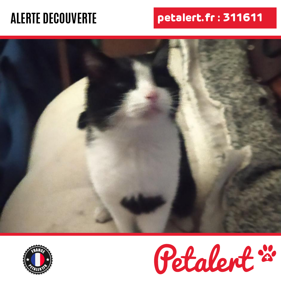 Trouvé #Chat #Nievre #Nevers #Petalert  #PetAlert58 / p3t.co/SyAPS