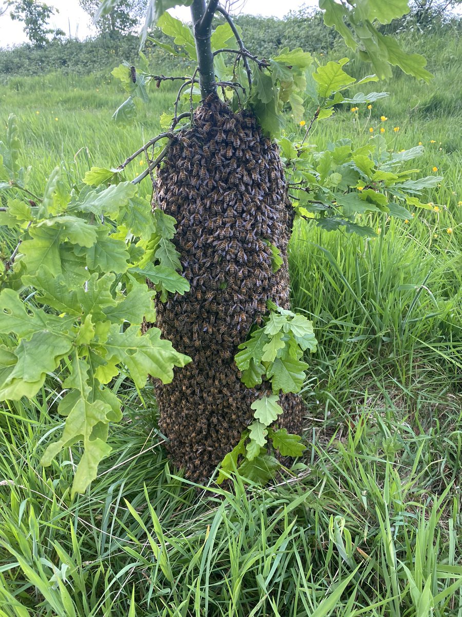 @TheBeeFarmer @derbypromo This one is monster #swarm too.
Job for thirst thing tomorrow morning as just found it at 8.30pm completely unprepared as this time of the year 😂definitely one or two of mine