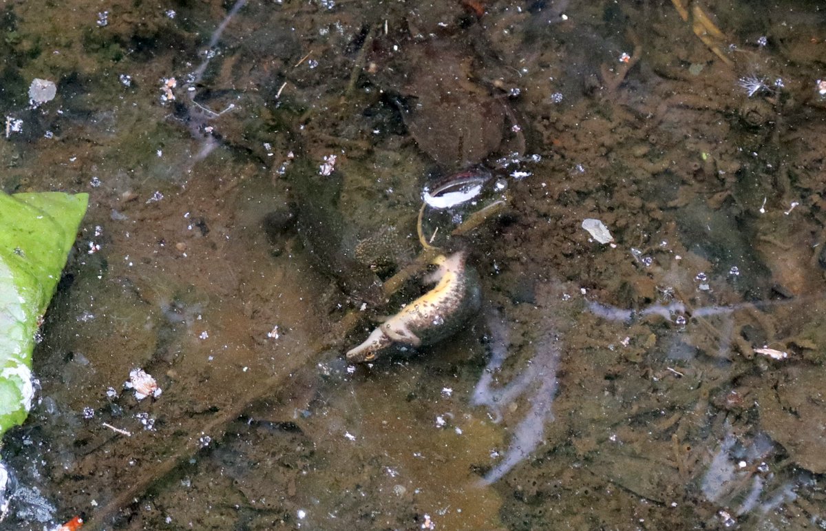 madsnaturepics (@madsnaturepics) on Twitter photo newts!!! at <a href="/durham_uni/">Durham University</a> Botanic Gardens last week!!! Not sure which ones, think maybe Palmate? <a href="/durhamwildlife/">DurhamWildlifeTrust</a> newts!!! at <a href="/durham_uni/">Durham University</a> Botanic Gardens last week!!! Not sure which ones, think maybe Palmate? <a href="/durhamwildlife/">DurhamWildlifeTrust</a>