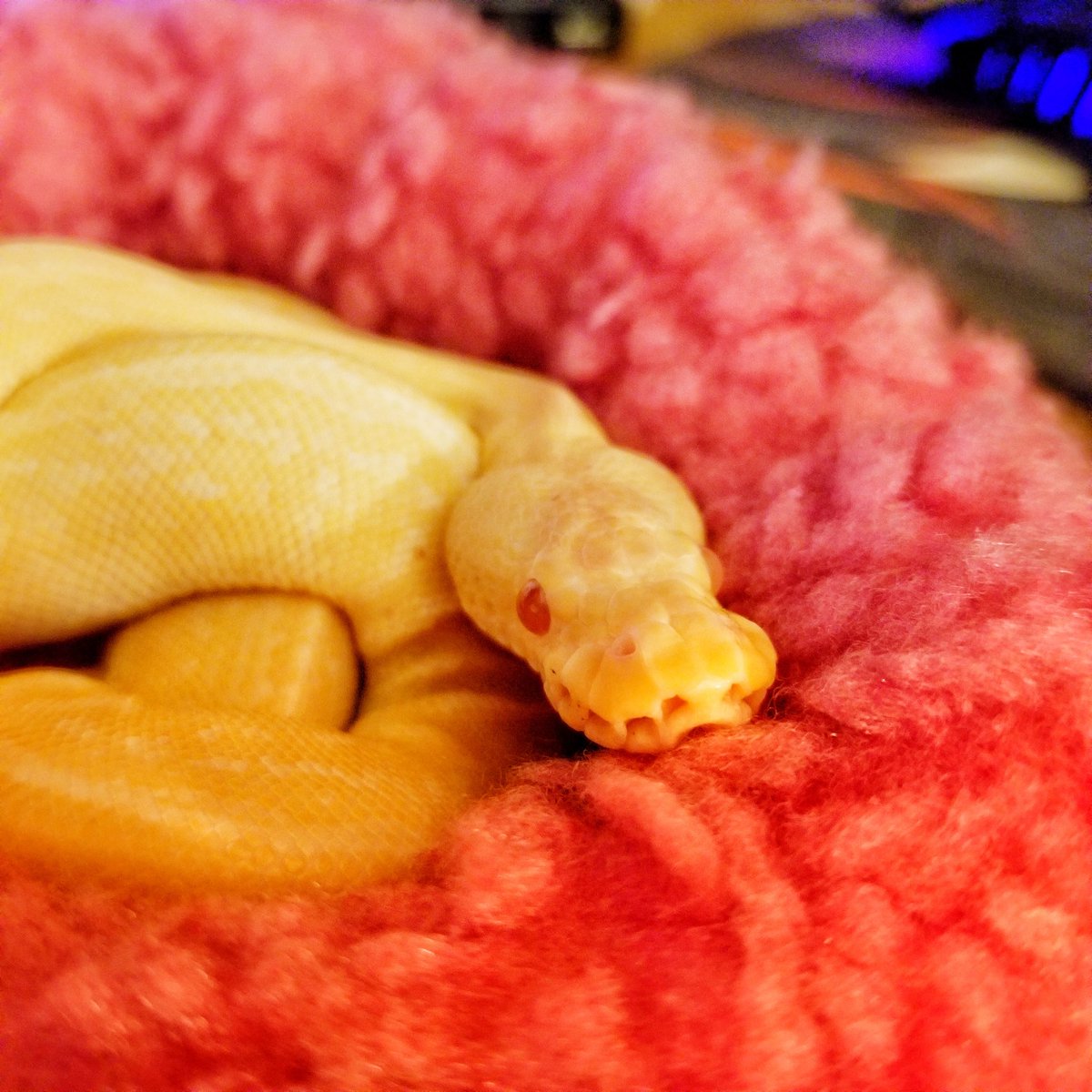 MitchieHano's tweet image. Tonight is Prompto's 3rd birthday stream! We'll start out with art and then I will attempt Snake Pass again. Hope to see you there~ 🐍💛 #snake #ballpython #albinoballpython #pinstripeballpython
