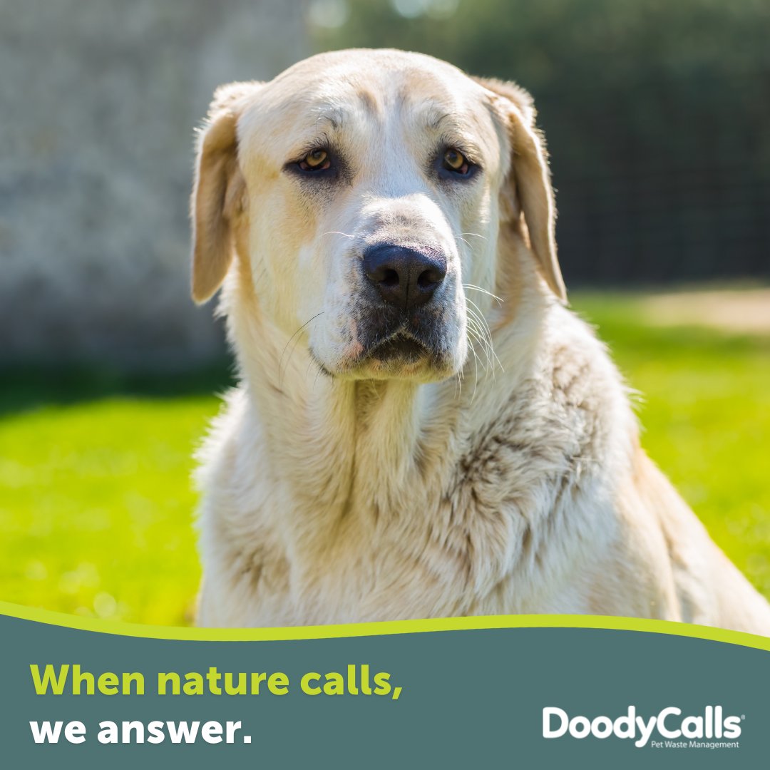 DoodyCallsDYTN's tweet image. Dog poop is an unwanted gift that keeps giving, and like it or not, it's not going anywhere. That's where #DoodyCalls comes in. Learn all about our pet waste removal services on our website: doodycalls.com/dayton/?utm_so… #pooperscooper