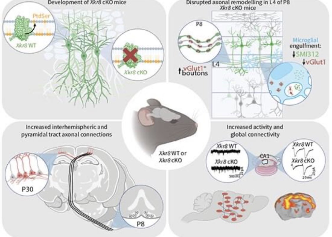 AugusteVad's tweet photo. Our new paper on developing #brain  demonstrates that phospholipid scramblase #Xkr8 is developmentally regulated in the mouse brain and required for postnatal axonal pruning. https://t.co/cPtlauuc6o https://t.co/f0duxJWtqI