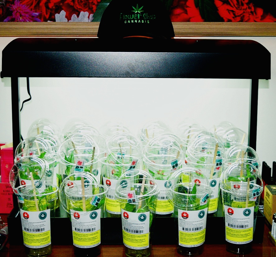 Our new babies are getting plumper by the day!  Perfect gift for Father's Day!  These plants can produce almost a pound a plant if you do it right!  T'is the season, that sun is shining! #homegrown #greenthumb <a href="/_herbaldispatch/">Herbal Dispatch (CSE: $HERB | OTC:$LUFFF FRA:$HA9)</a>  #organic