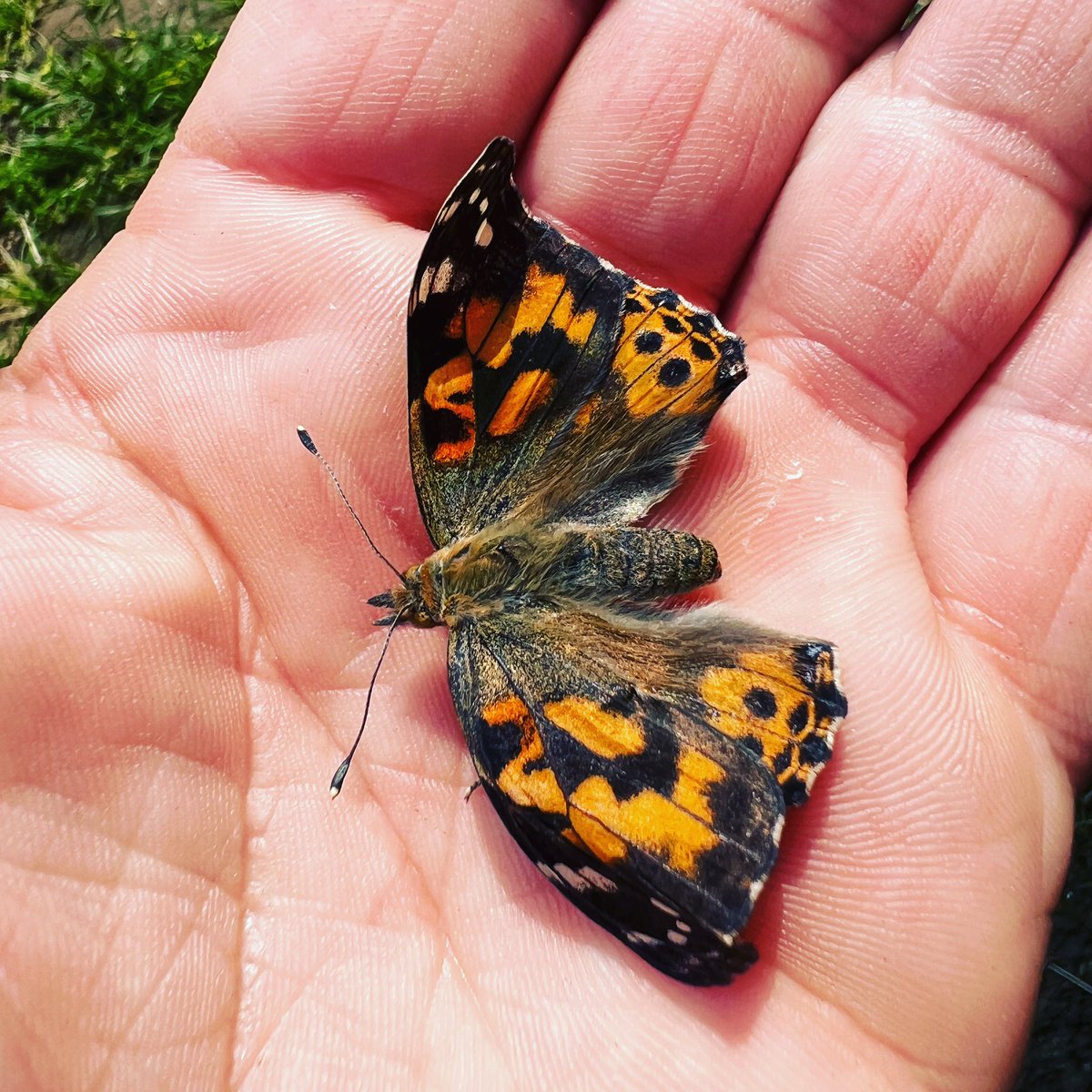 DirectorMECC's tweet photo. One of the many butterflies being released by us this week. https://t.co/3OH3W8EiPa