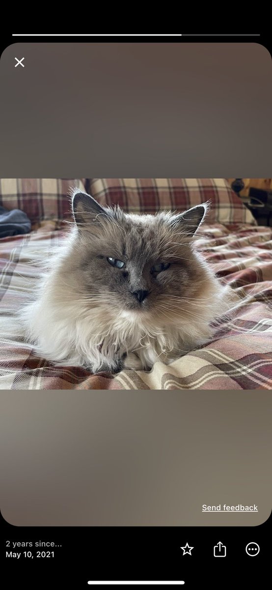Desperate plea! Please keep your eyes open for this cat. She used to be mine. Last seen around 174 Ave & 107 st. She is NOT an outdoor cat. Recently shaved. Her name is Scarlett. Reward if found. She’s a pure breed Ragdoll with a pink collar & bell. No tag  #Yeg #PleaseRetweet