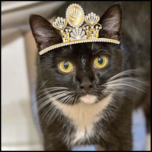 Once upon a Whisker Wednesday, a charming black and white Tuxedo cat named Aurora purred softly, her emerald eyes shining with hope. Her playful antics and gentle nature captured the hearts of shelter staff and volunteers alike! They dream of her happily ever after!
#AdoptableCat