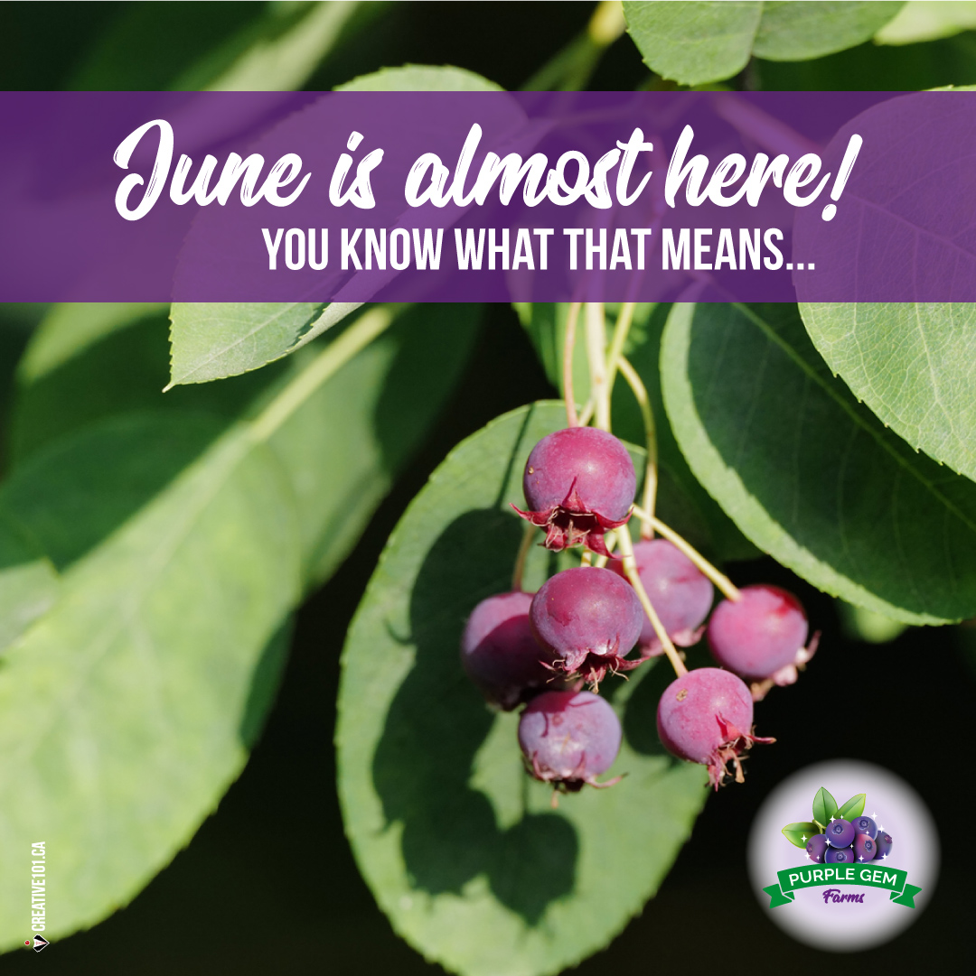 Can you believe that May is almost over? 😱 We should start to see berries soon! If you want berries, visit our website to place your order. 💜👍😄  purplegem.ca

#SaskatoonBerries #LeducBusiness #BerriesRetail #NaturesLittleGem
