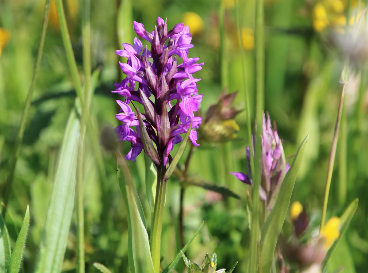 butlerdb77's tweet photo. Skrinkle haven Pembrokeshire, not convinced about the parentage of some of the orchids, the southern marsh are looking good with a few early purple hanging on but uncertain on some of the spotted orchids. @welshorchids @PembsCoast https://t.co/46lY9KteWn