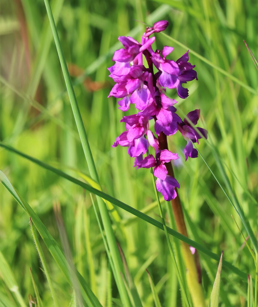 butlerdb77's tweet photo. Skrinkle haven Pembrokeshire, not convinced about the parentage of some of the orchids, the southern marsh are looking good with a few early purple hanging on but uncertain on some of the spotted orchids. @welshorchids @PembsCoast https://t.co/46lY9KteWn