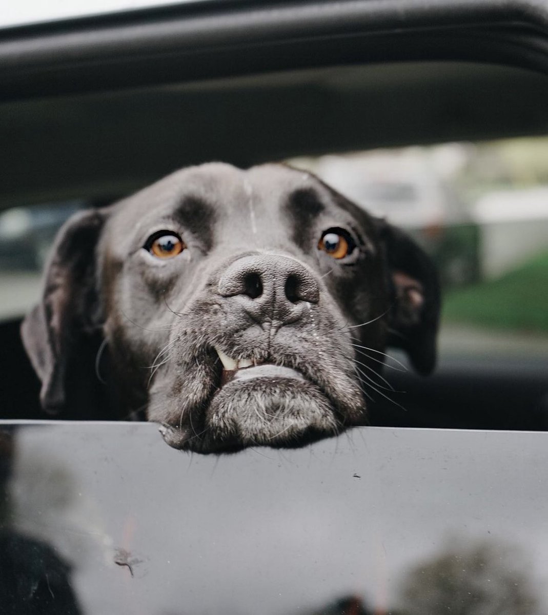 RedemptionPaws (@redemptionpaws) on Twitter photo Some very important dogs are looking for a chauffeur 🚙‼️ We need a few more volunteer drivers for this Sunday May 28th! Make a direct and lasting impact on a dogs first day in Canada.
Please email transport@redemptionpaws.org if you can help!
📸 Turtle Roll Some very important dogs are looking for a chauffeur 🚙‼️ We need a few more volunteer drivers for this Sunday May 28th! Make a direct and lasting impact on a dogs first day in Canada.
Please email transport@redemptionpaws.org if you can help!
📸 Turtle Roll
