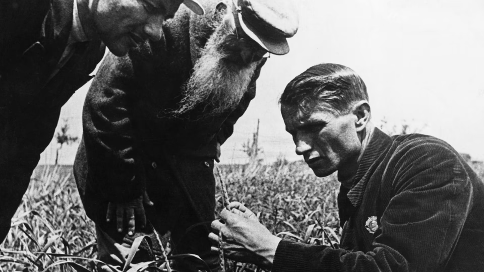 He came to this conclusion after observing V. I. Karapetian's experiment on wheat plantations. 

In 1949 a search for rye grains in wheat spikes was instituted in the fields of the foothill districts where winter-wheat crops are frequently found to be adulterated with rye.