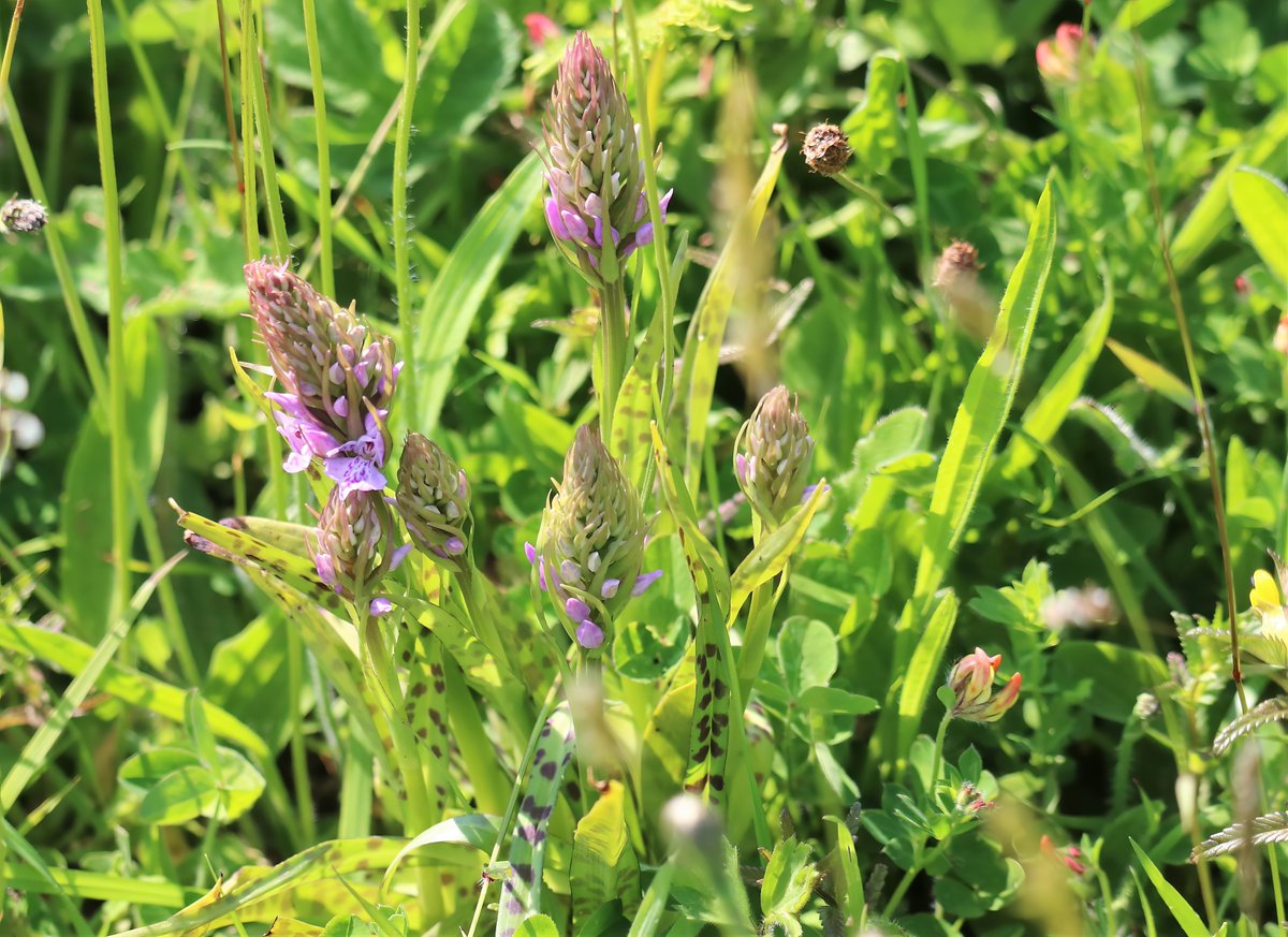 butlerdb77's tweet photo. Skrinkle haven Pembrokeshire, not convinced about the parentage of some of the orchids, the southern marsh are looking good with a few early purple hanging on but uncertain on some of the spotted orchids. @welshorchids @PembsCoast https://t.co/46lY9KteWn