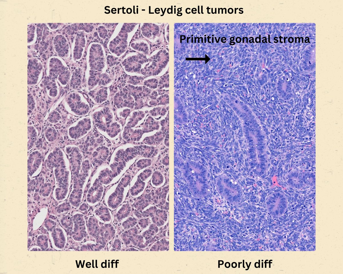 Janira Navarro tweet media