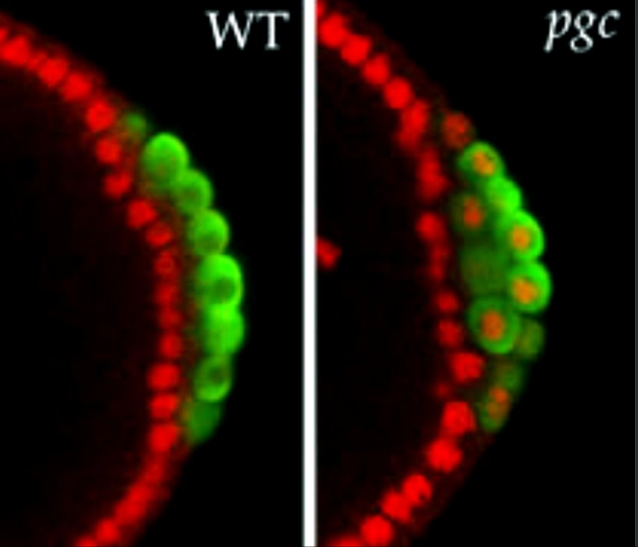 🚨The Lehmann lab <a href="/REMLehmann/">Ruth Lehmann</a> <a href="/WhiteheadInst/">Whitehead Institute</a> is hiring a technician. Are you looking for research experience and interested in the immortal germline? Embark on a quest to discover germ cell transcriptional networks with awesome postdoc Sheri Grill! pls RT nematode.wi.mit.edu/careers/?f=vie…