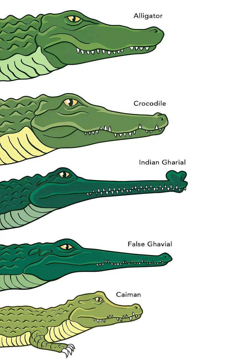 Aprende a diferenciar estos reptiles: Alligator, Cocodrilo, Cavial Indio, Gavial falso y Caimán.