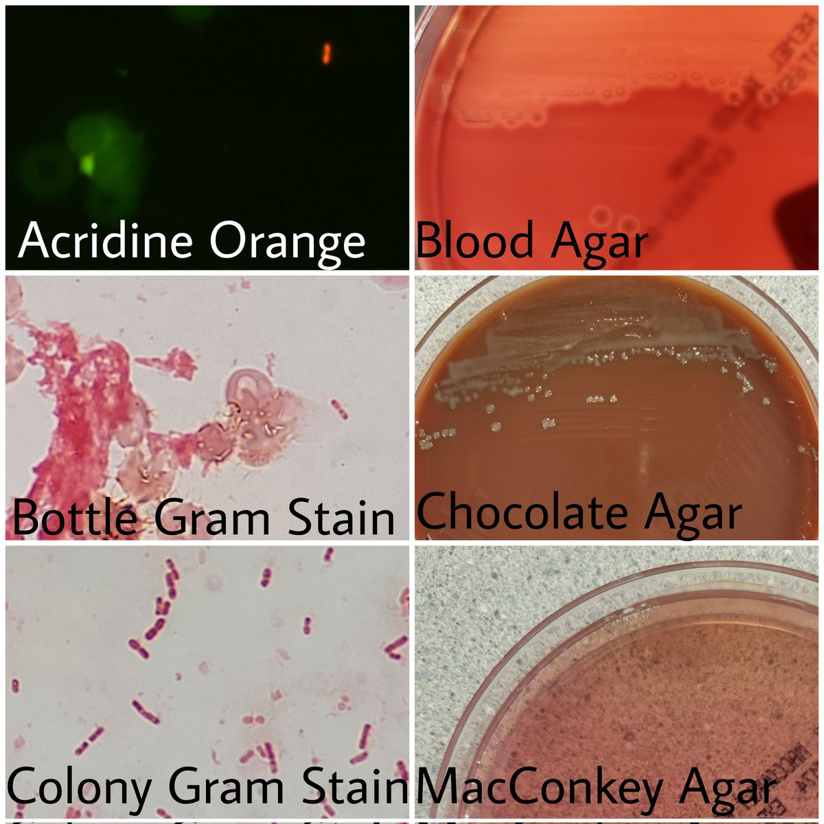 Jamie Murphy on Twitter "RT JuliaDHankins This GNR was found growing