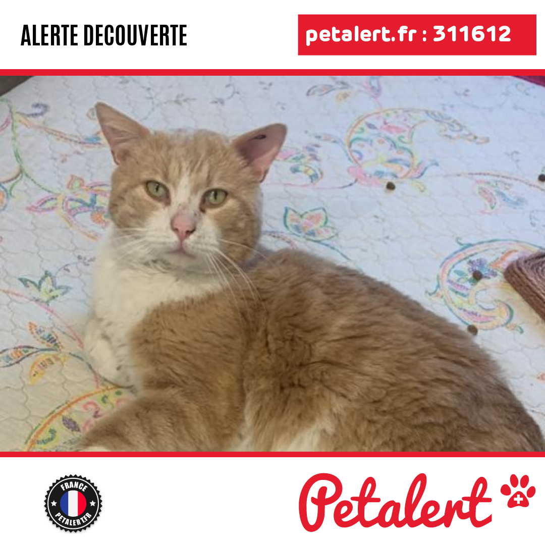 petalert_france's tweet photo. Trouvé #Chat #SeineEtMarne #MagnyLeHongre #Petalert  #PetAlert77 / https://t.co/Am7XpJ6mfJ https://t.co/YnnWy6vWik