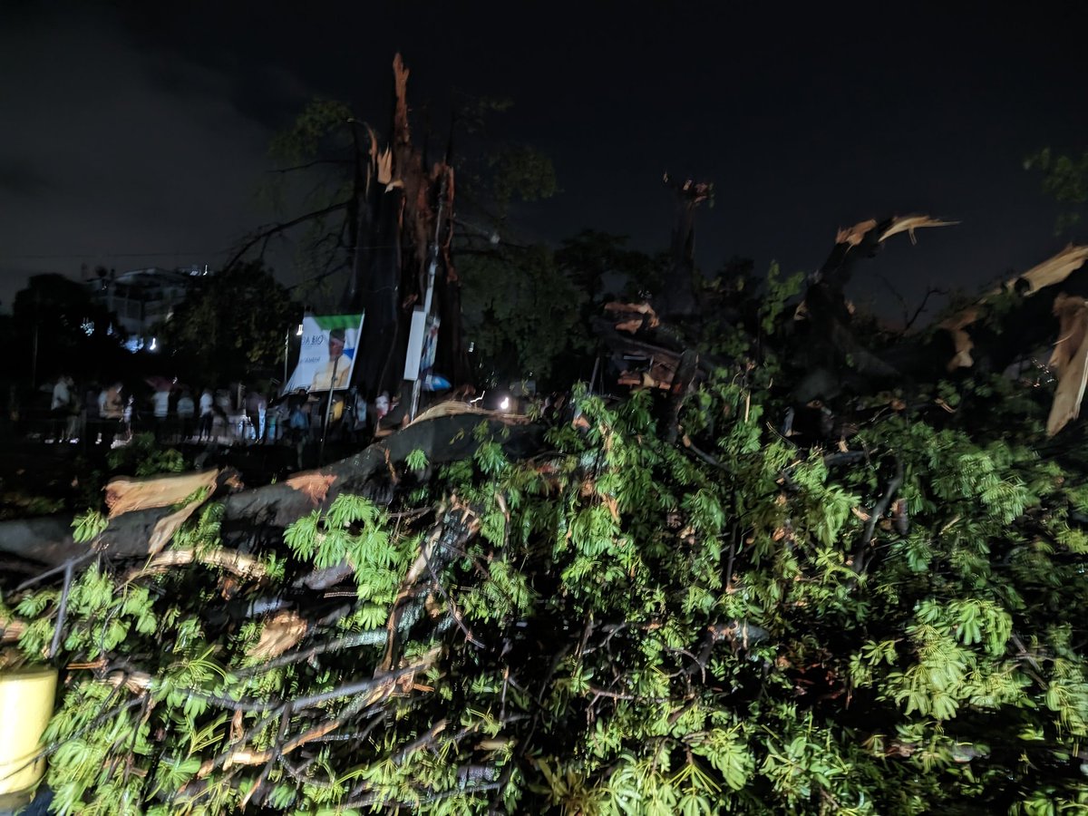 VisitSL's tweet photo. #sierraleone's historic cotten tree succumbs to heavy downpour. What a day. 🥺 https://t.co/aysbGaFYBN