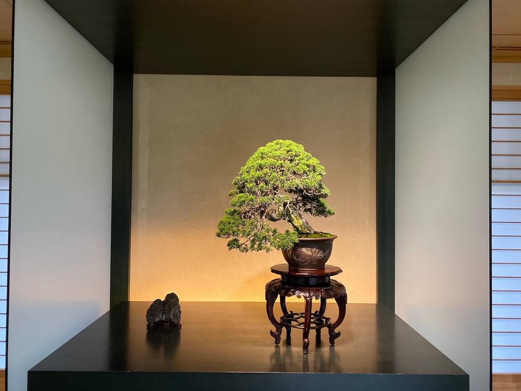 Stunning Bonsai on display at the Omiya Bonsai Museum (Japan) bonsaiempire.com/inspiration/bo… #tokyo #japanese #arthistory #gallery #plantsofinstagram #plants #instamuseum #bonsai