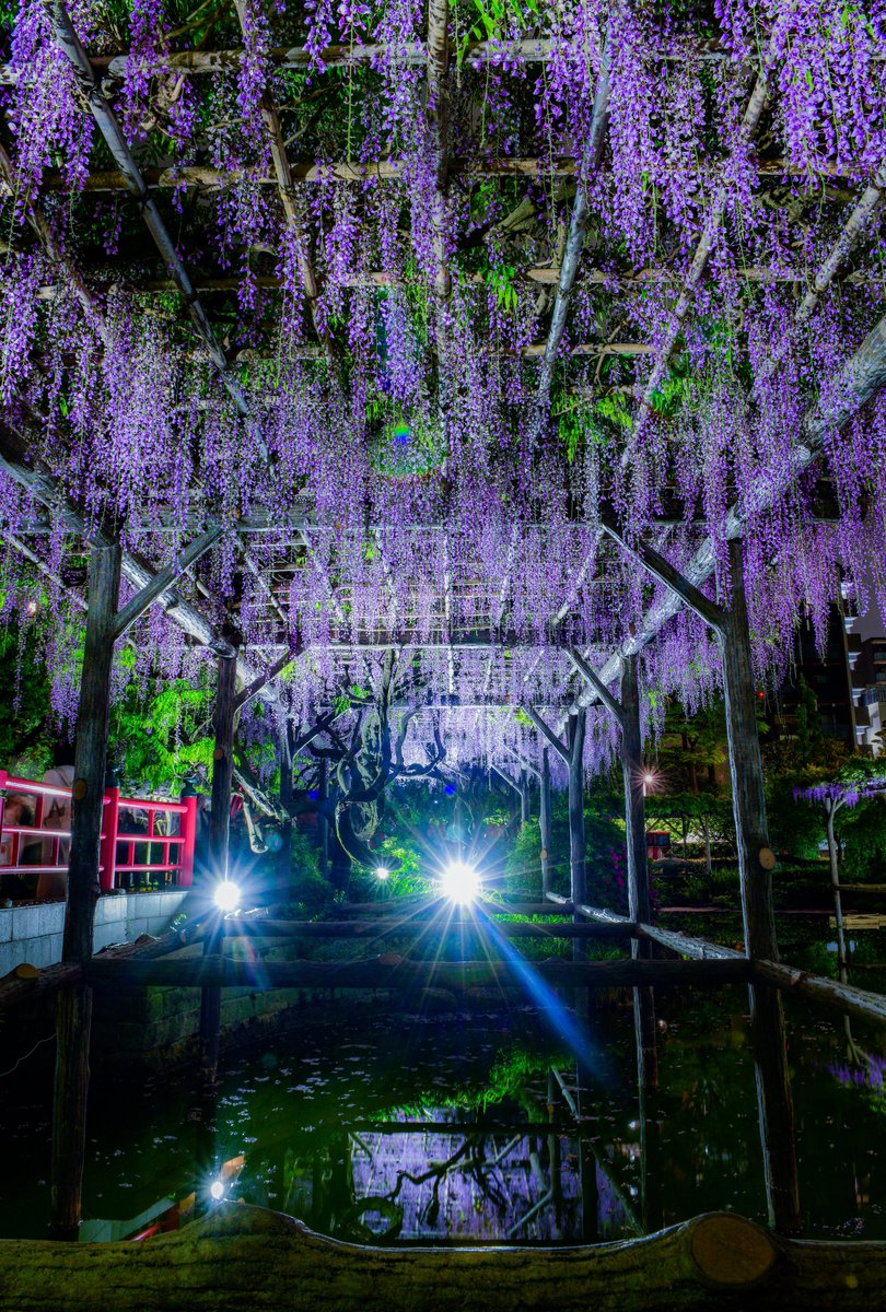 今年も亀戸天神の藤が綺麗でした