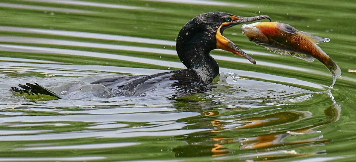 Turtle Pond this morning with the Double - crested Cormorant #birding #birdcpp #birdphotography