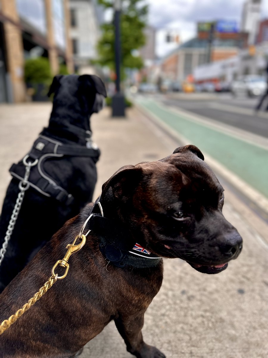 nelsonicfoto's tweet photo. 05/21/2023 - can’t rain all the time says Django! Out and about in Hells Kitchen #akcstaffordshirebullterrier  #pedigree #staffy #brindlestaffy #brindleandwhite #staffylovers #staffyboy #staffyowner #django #dogsofnyc #englishstaffy #dogsofhellskitchen #petportrait #may https://t.co/gJzk71AtlZ