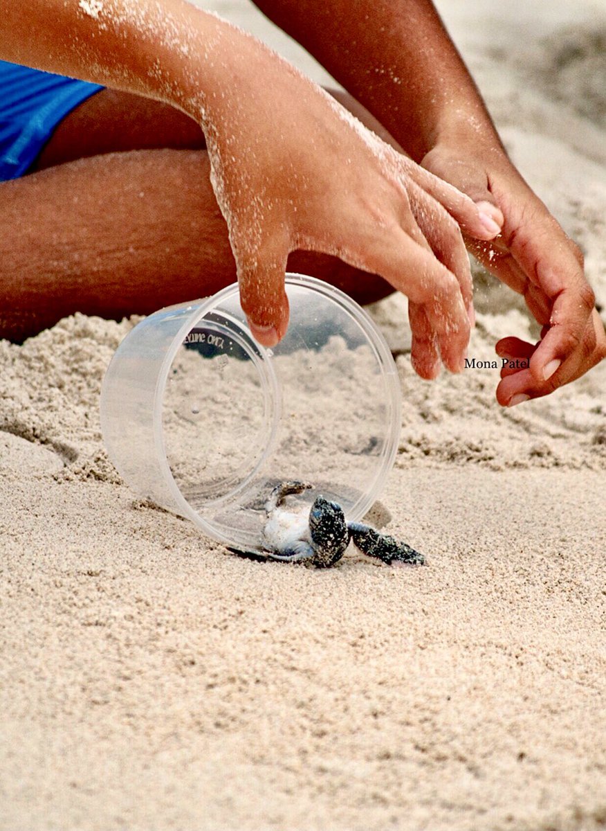 It’s #InternationalPlasticFreeDay  
Let's all do our part to reduce waste and protect our planet to help make a big impact. 🌎 🙏
Remember to always Reduce, Reuse, and Recycle. 

#PlasticFree 
#ThePhotoHour #Seaturtle #BBCWildlifePOTD #natgeoindia #plasticpollution…