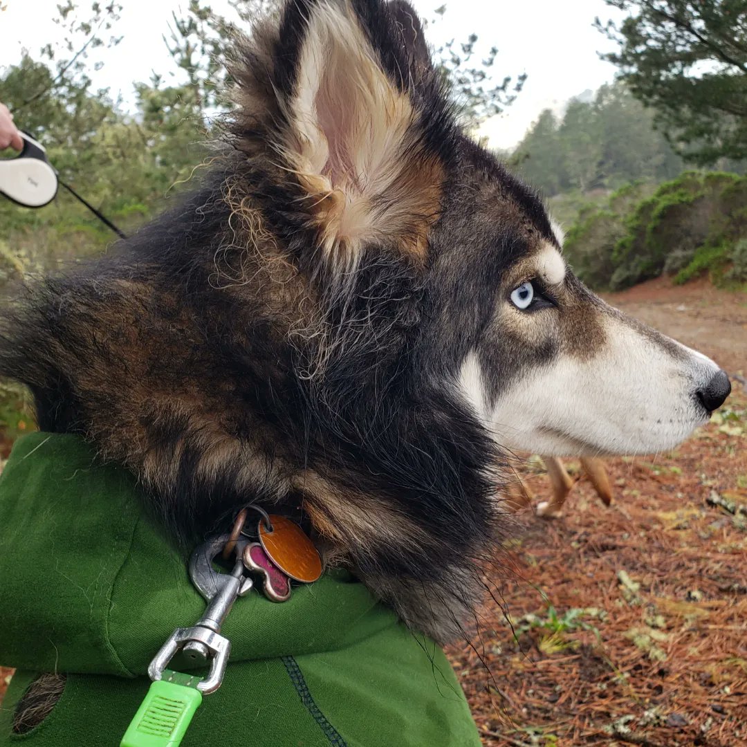 Folfelit's tweet photo. My dog rika got bit by a rattlesnake. We got her care but the bill is really hurting us. If anyone has anything to spare, I would be so grateful. I have the link in bio + I'll reply with it to hide from algorithm https://t.co/wHGeWu7VJh
