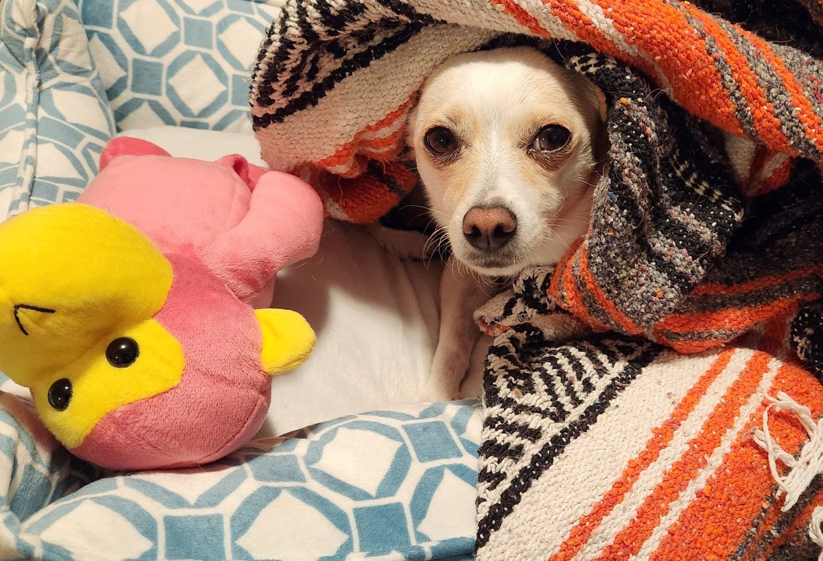 RDicksonVOA's tweet image. 