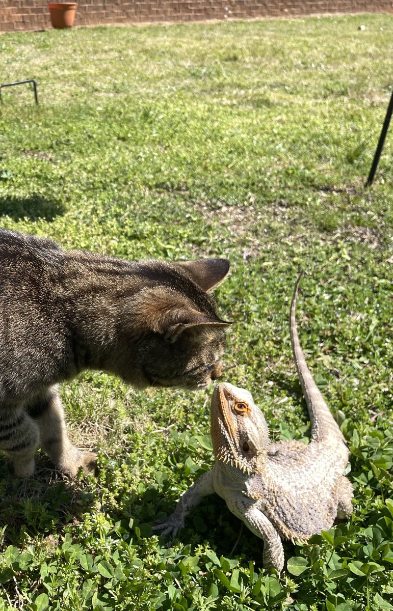 stedbean's tweet photo. @laurie_winkless Here’s Arlo the cat and Bernie the Bearded Dragon, along with my son. Your work is so important and valuable to the world. I hope you find whatever solution you’re looking for soon and are encouraged! https://t.co/LiVPveKSgu