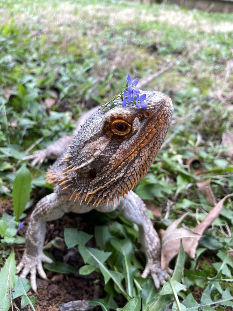 stedbean's tweet photo. @laurie_winkless Here’s Arlo the cat and Bernie the Bearded Dragon, along with my son. Your work is so important and valuable to the world. I hope you find whatever solution you’re looking for soon and are encouraged! https://t.co/LiVPveKSgu