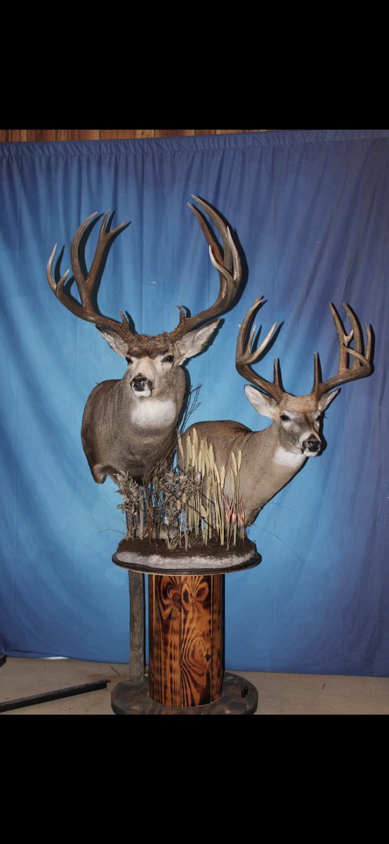 GeiselJohn's tweet photo. @TWaynes_15 you should try hunting in Saskatchewan some day, cheers 🍻 https://t.co/enCBocNwqO