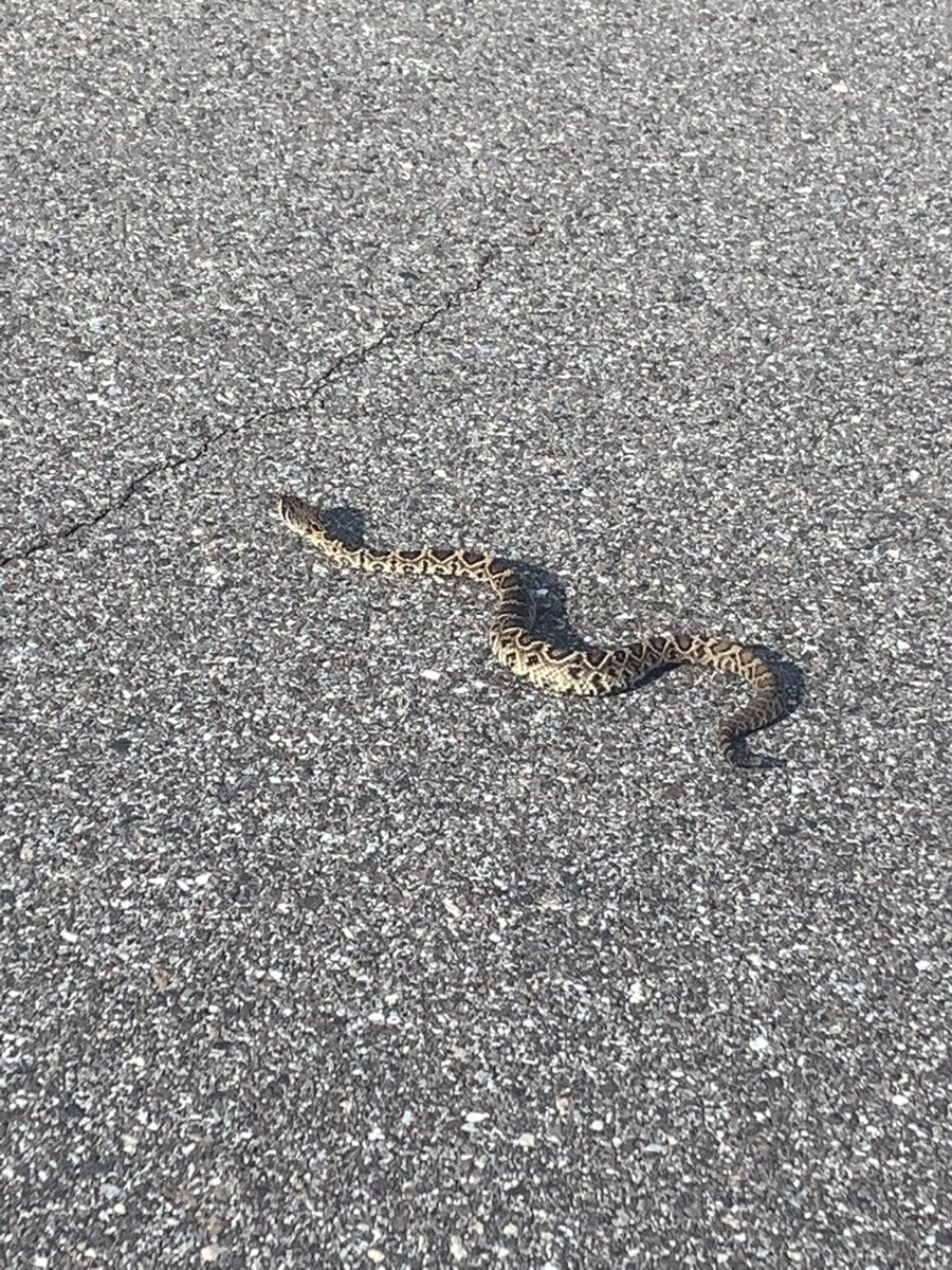 Being in Florida is crazy, just seen one of the most poisonous rattlesnakes while going for a run and a kid lost his arm to a Gator down the road lol