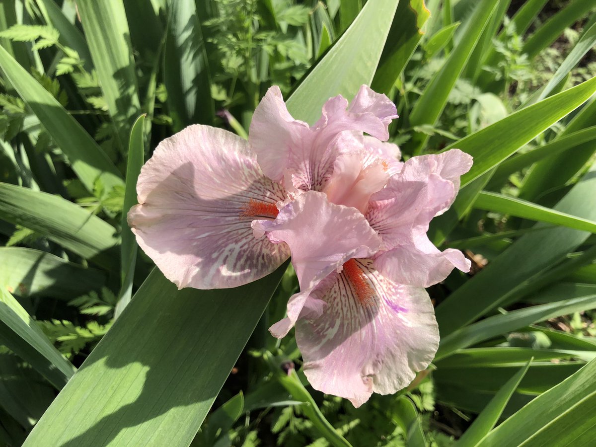 pink iris flower