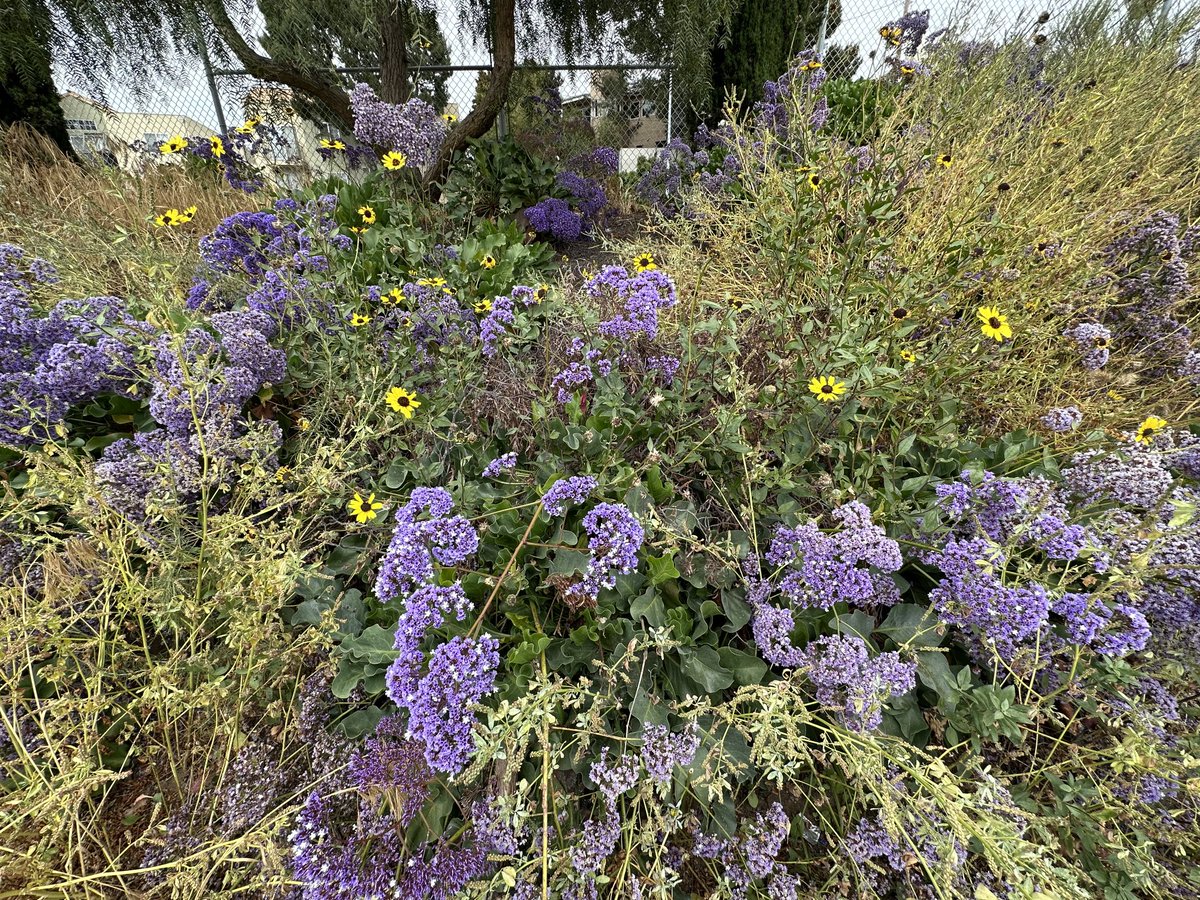Airport2Park's tweet photo. Enjoying the #SuperBloom at the @SantaMonicaCity ”Six Acre Interim Open Space” on the former site of an airplane parking lot. #ParksForPeople #PeopleNotPlanes https://t.co/NQQMNVrxnB