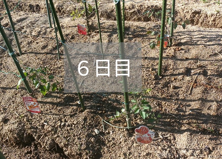 UnityDObeginner's tweet photo. ５月４日にホームセンターから買ってきた苗を植えて今日で２１日目😊
これまた連作障害考えずに今年で７年目となったミニトマトですが今年からはせめて位置決めしていこうと思いました😅
毎年鳥と虫被害が多いので対策し易いよう自分なりに考えてみました
#ミニトマト #家庭菜園 #野菜大好き #穀菜食 https://t.co/mH18WONczv